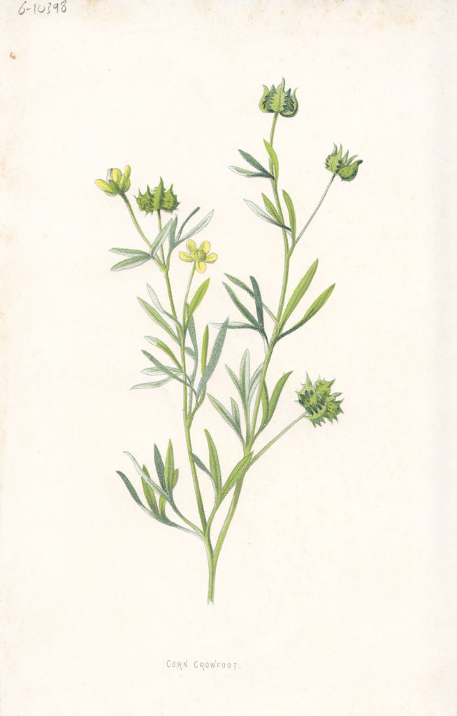 FLOWERS. Corn Crowfoot c1895 old antique vintage print picture